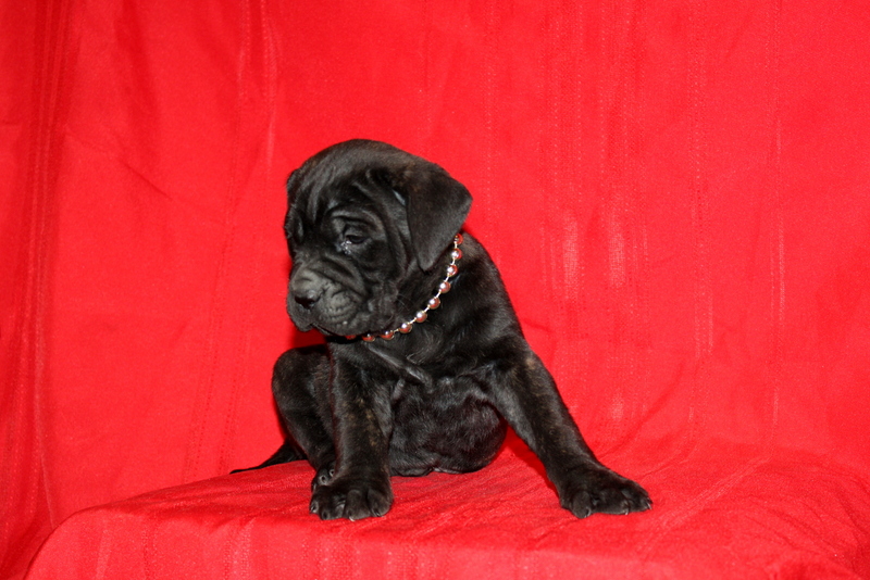 puppy, for, sale, Cane Corso, Matthew B. Stoltzfus, dog, breeder, Gap, PA, dog-breeder, puppy-for-sale, forsale, nearby, find, puppyfind, locator, puppylocator, aca